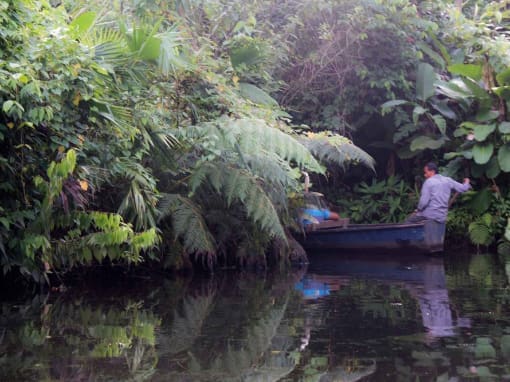 Canoa navegando hacia la selva, con un experto remero visible en un extremo mientras desaparece entre la vegetación.