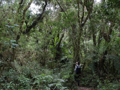 Wuashapamba Forest A young person with a backpack is in the native Huashapamba (Wuashapamba) forest looking towards the treetops.