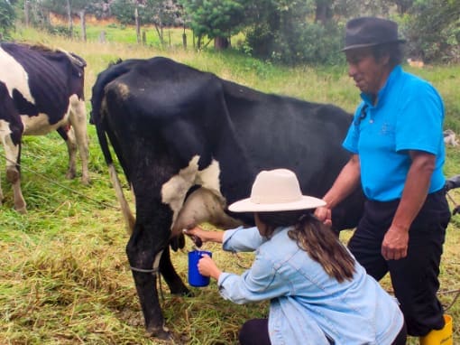 Milking A visitor milks a cow while a farmer gives her advice and watches her.