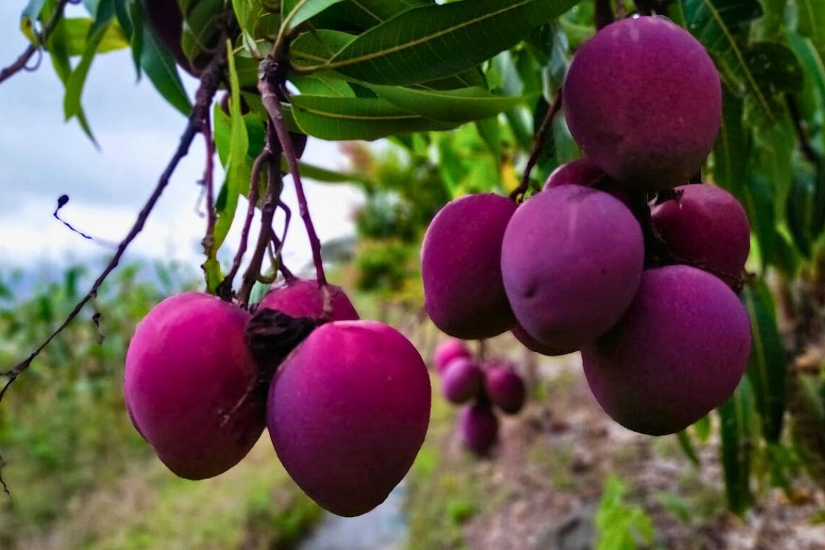 Mangos_Frutas Tropicales "En la zona cálida de Saraguro disfrutarán de frutas tropicales, una experiencia agroturística"